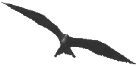 volo d'aquila