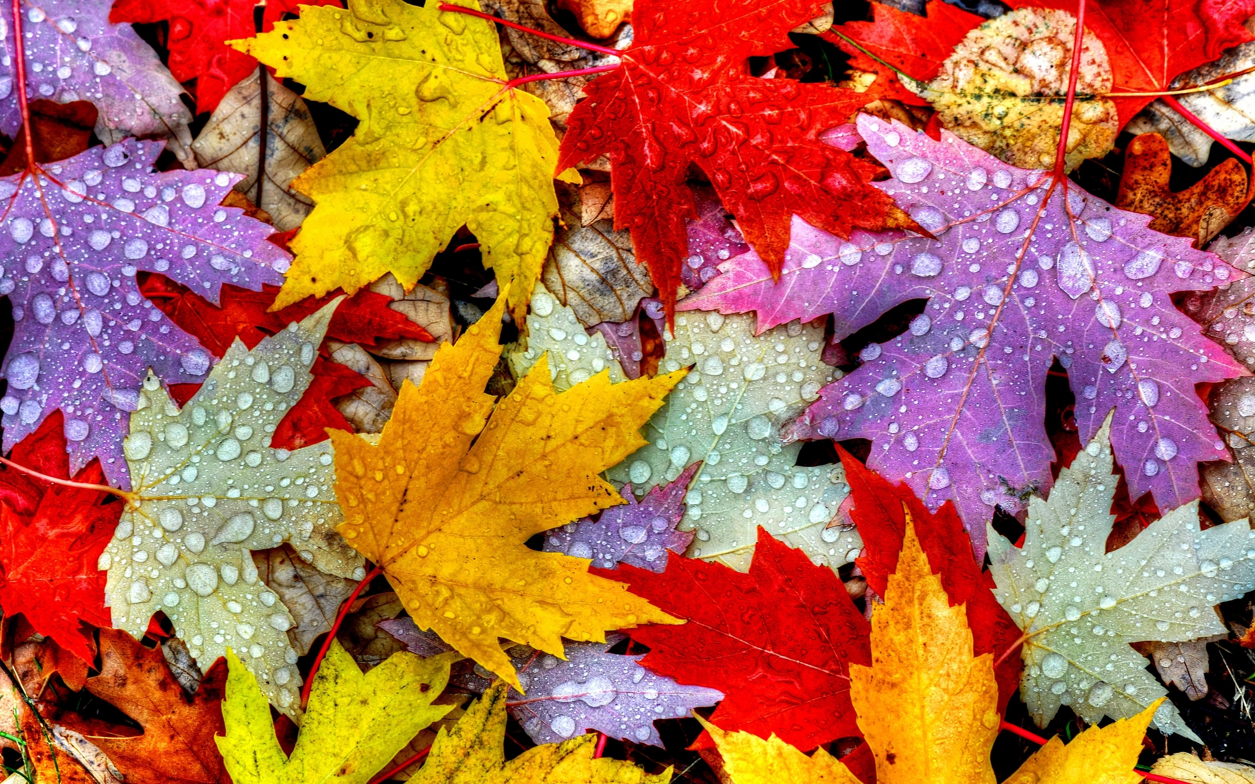 Foglie in Autunno)